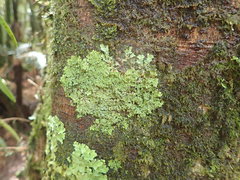 Pannaria pulverulacea