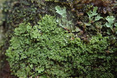 Pannaria pulverulacea