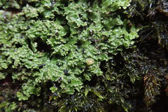 Pannaria pulverulacea