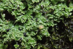 Pannaria pulverulacea