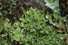 Pannaria pulverulacea