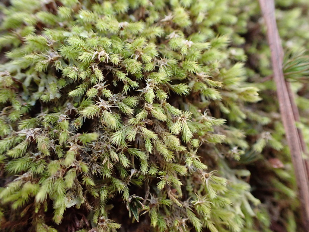 Philonotis sphaericarpa