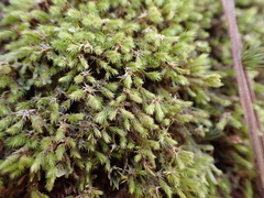 Philonotis sphaericarpa