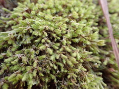 Philonotis sphaericarpa