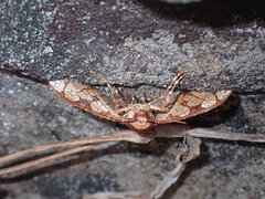 Hypolamprus