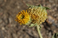 Geraea viscida
