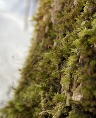 Brachythecium campestre