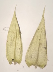 Brachythecium campestre