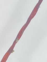 Brachythecium campestre