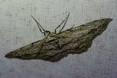 Didymoctenia exsuperata