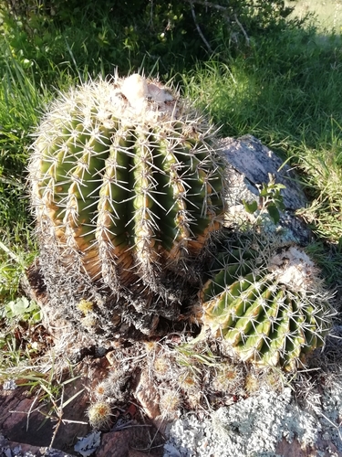 Parodia langsdorfii