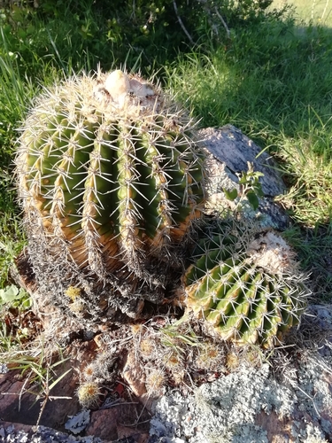 Parodia langsdorfii