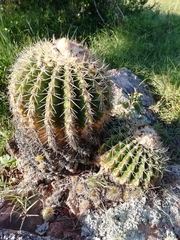 Parodia langsdorfii