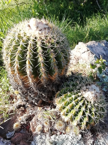Parodia langsdorfii