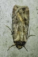 Agrotis munda