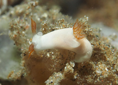 Trapania gibbera