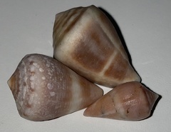 Conus mus