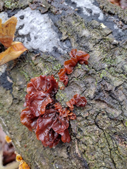 Phaeotremella frondosa image