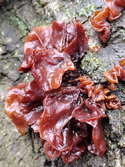 Phaeotremella frondosa image