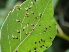 Calophya triozomima