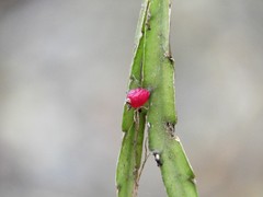 Lepismium cruciforme