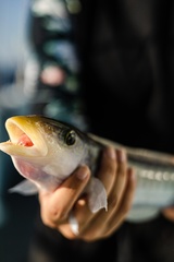 Malacanthus plumieri