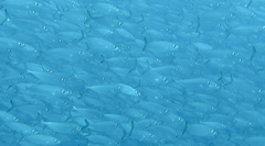 Decapterus