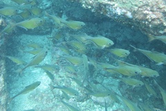 Pempheris adusta