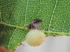 Synergini