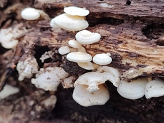 Panellus pusillus