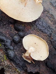 Panellus pusillus