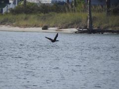 Phalacrocorax auritus image