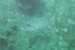 Lethrinus erythracanthus