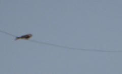 Falco sparverius
