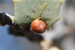 Andricus reticulatus