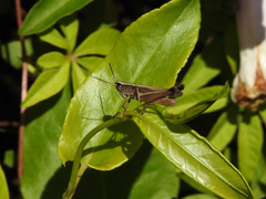 Amblytropidia australis
