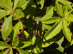 Amblytropidia australis