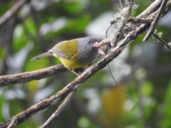 Cnemoscopus rubrirostris