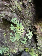 Adiantum raddianum