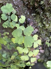 Adiantum raddianum