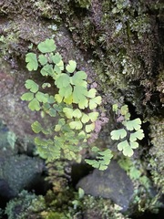 Adiantum raddianum