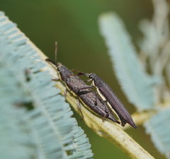 Rhinotia phoenicoptera