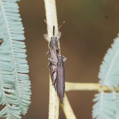Rhinotia phoenicoptera
