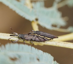 Rhinotia phoenicoptera