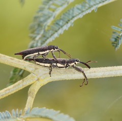 Rhinotia phoenicoptera