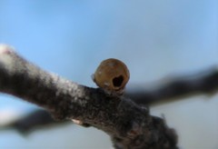 Andricus coconinoensis