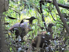 Crypturellus obsoletus