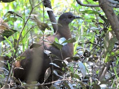 Crypturellus obsoletus
