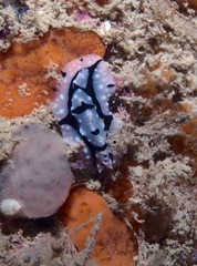 Phyllidiopsis shireenae