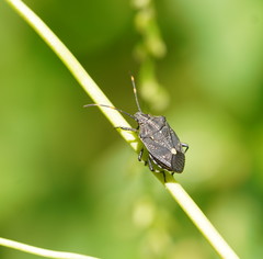 Oncocoris apicalis